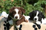 BORDER COLLIE 1219